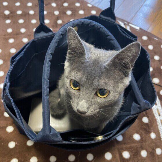 出かけるのを阻止するアメリカンショートヘア