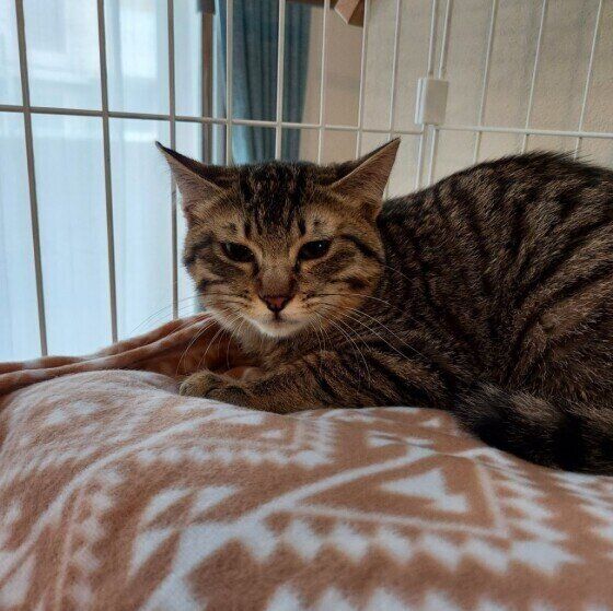 MIX キジトラ 天ちゃん