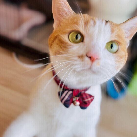 MIX　ミケの扇ちゃん