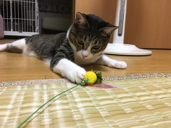 黄色のじゃらしと猫
