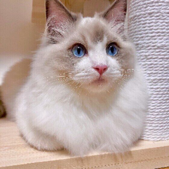 ラグドールのめるもくん♪