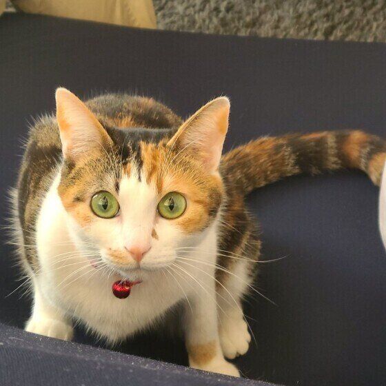 人の腕や太ももをケリケリ 猫に蹴られる理由と対処法 ねこのきもちweb Magazine