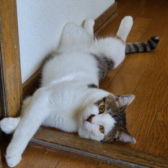 MIXキジトラのみゃーごくん