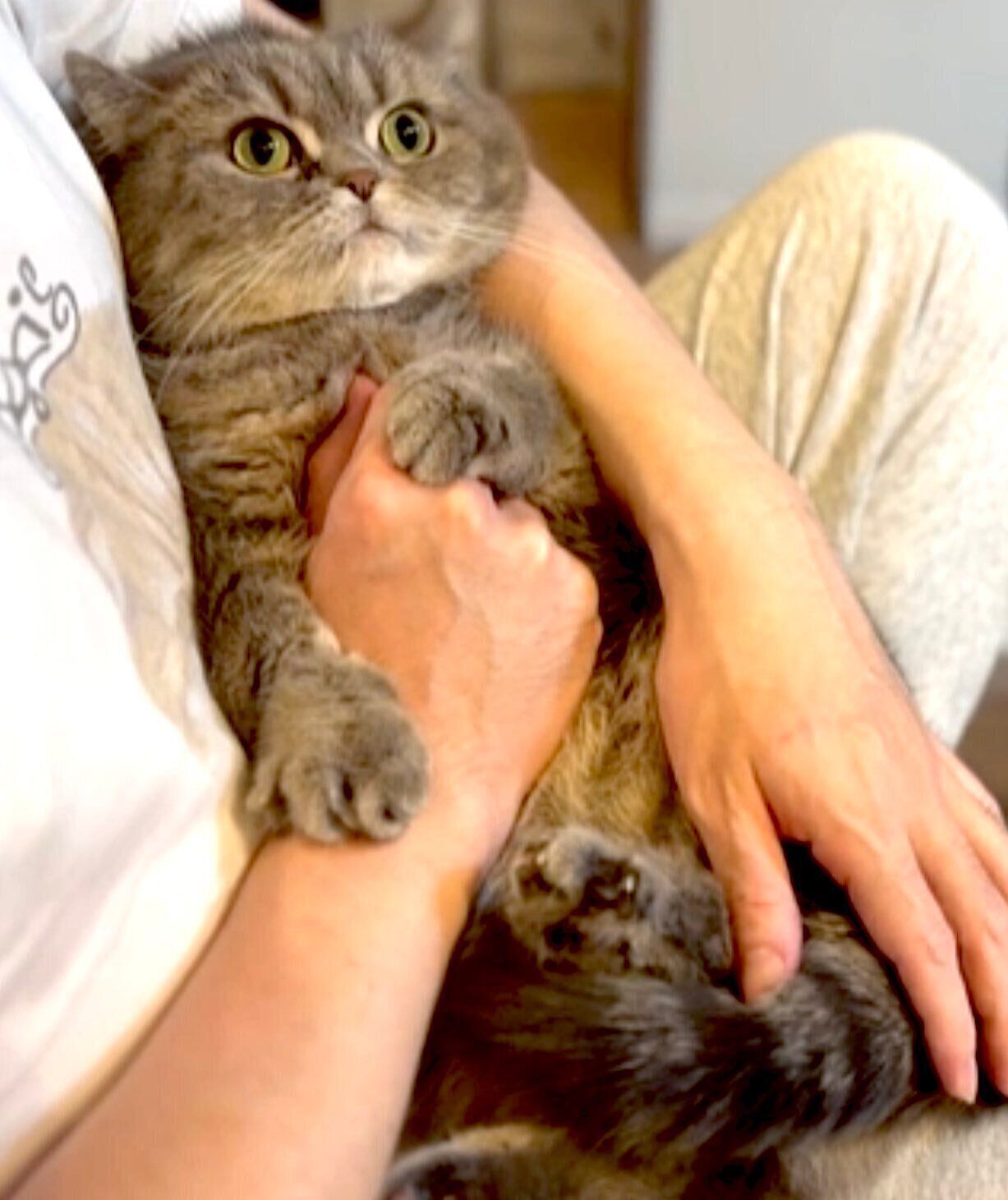 今からブラッシングされるのを受け入れられないひまりちゃん