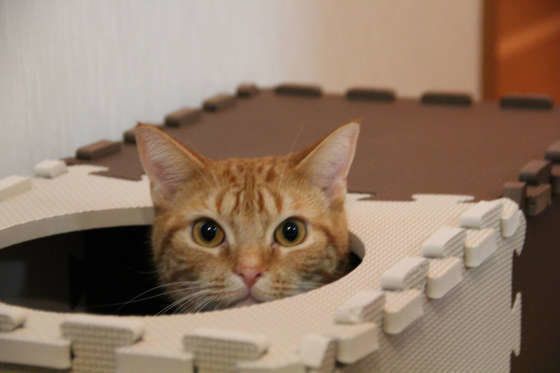 ひょっこり顔出すアメリカンショートヘアのメルちゃん