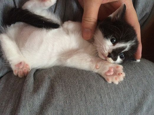 はじめまして！新連載「リュックと愉快な仲間たち。あ、あと響介」です