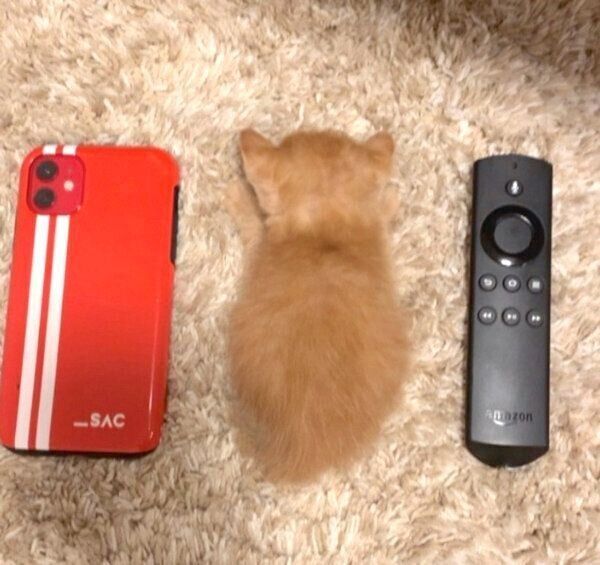 スマホと同じサイズのわさびちゃん