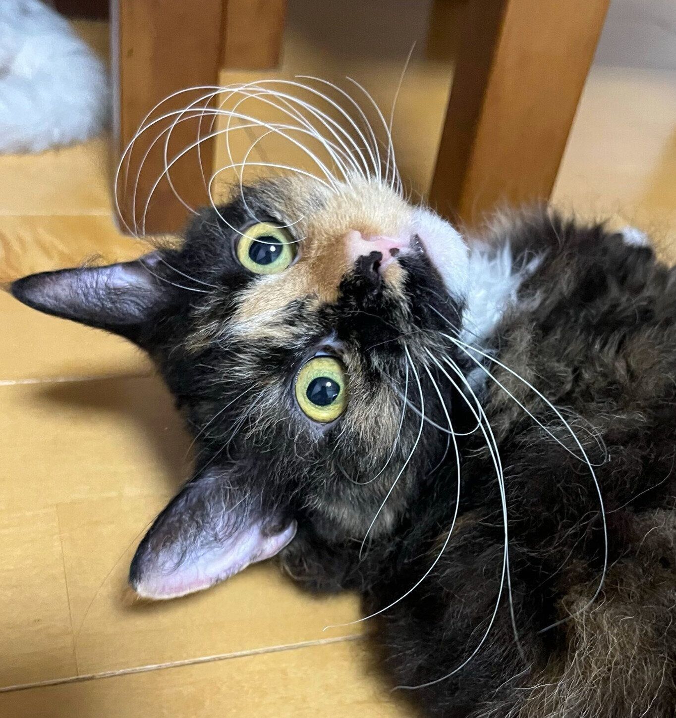 寝転がるエカちゃん