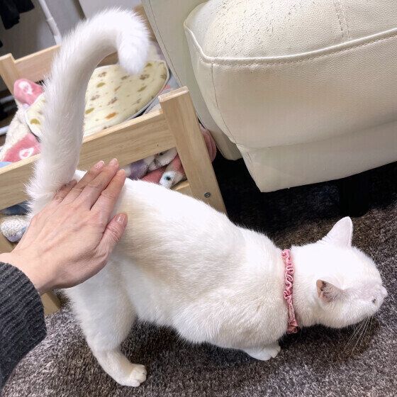 MIX白のシフォンちゃん