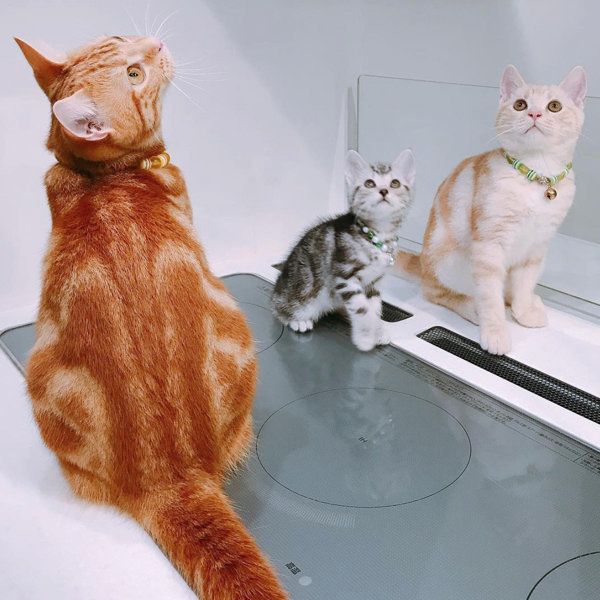 アメショのだんごぶらざーず