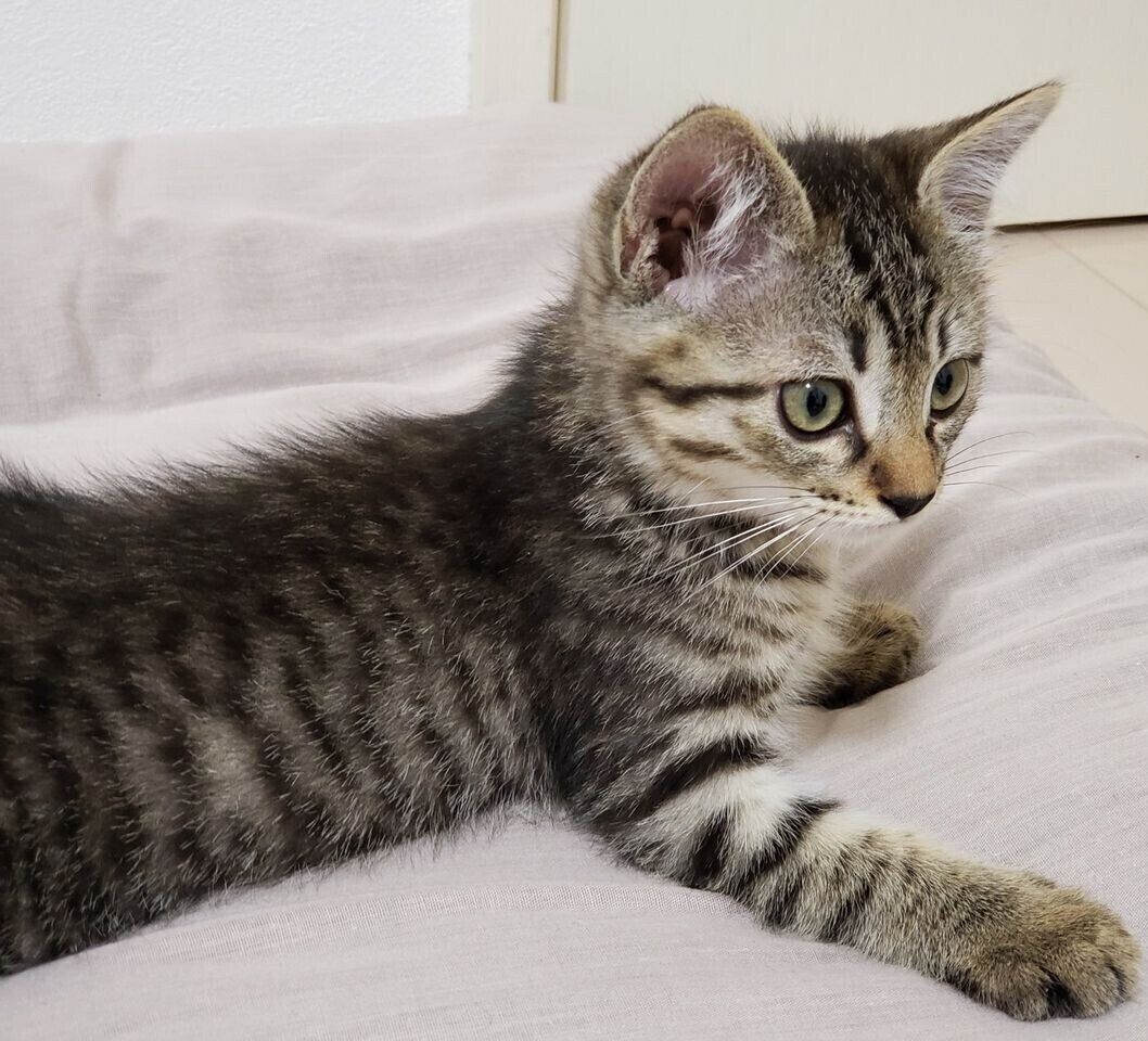 生後2カ月ごろのボンくん