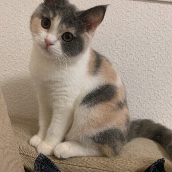 ブリティッシュショートヘアのうにちゃん