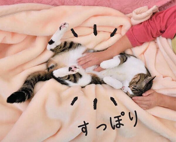 飼い主さんの膝にすっぽり入る猫