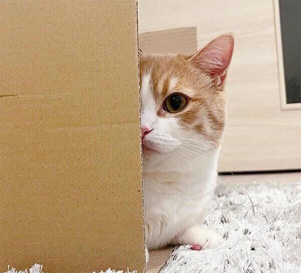 見つめるミルくん