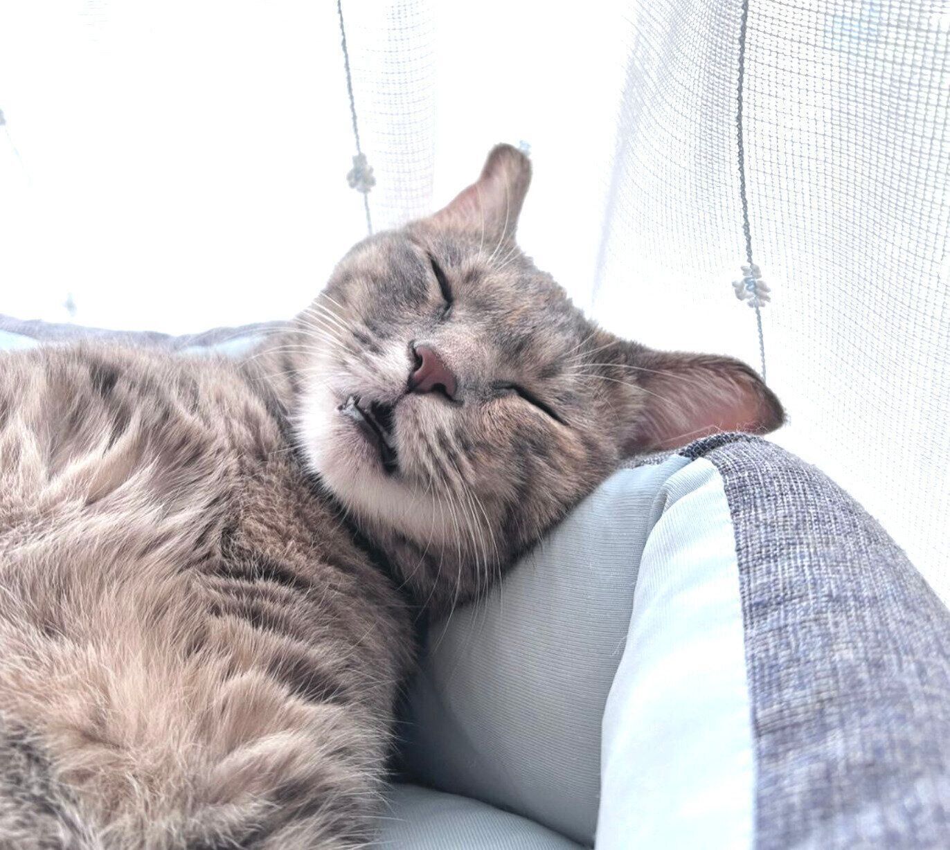 人のような表情をして眠るコユビちゃん