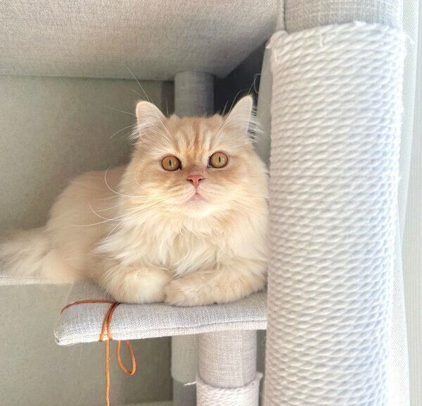 くつろぐハウルくん