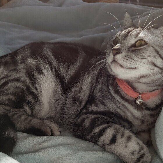 アメリカンショートヘアのりりちゃん