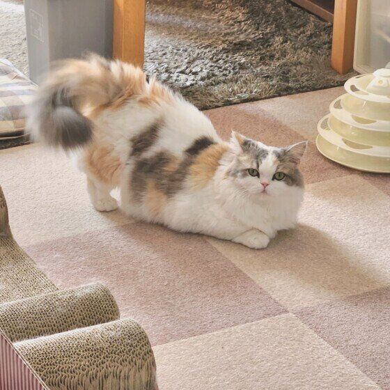 おしりトントンをしてほしい猫