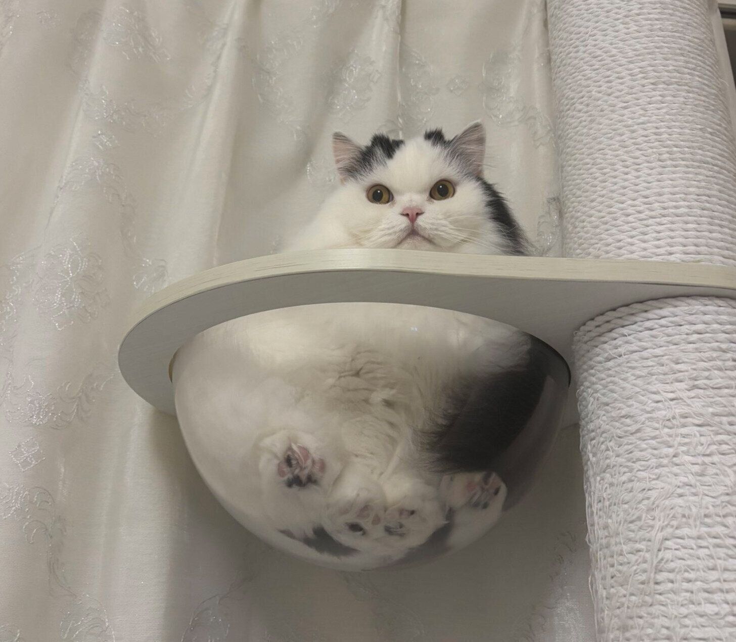 まったりするしゃちくん