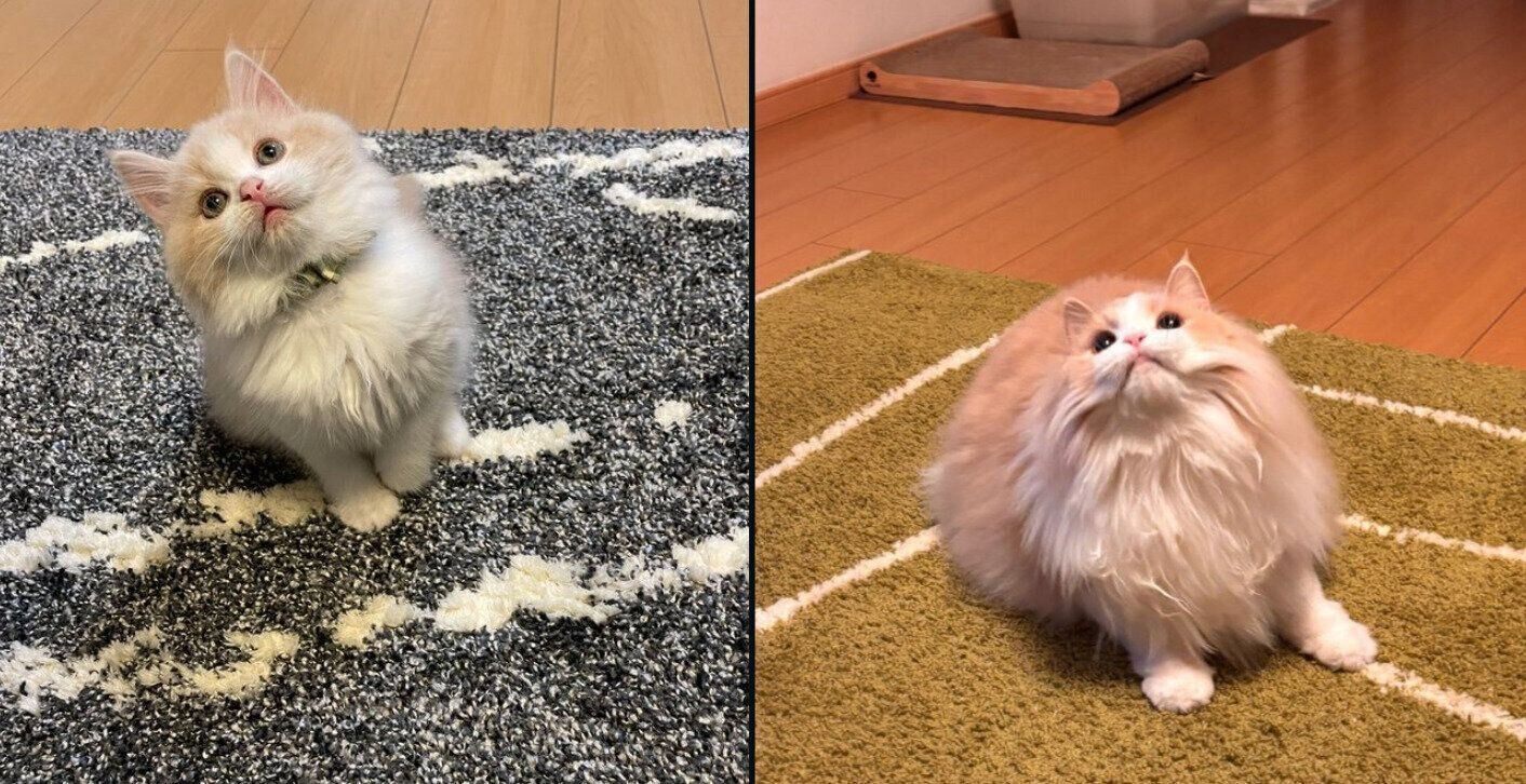 和音ちゃんの成長ビフォーアフター