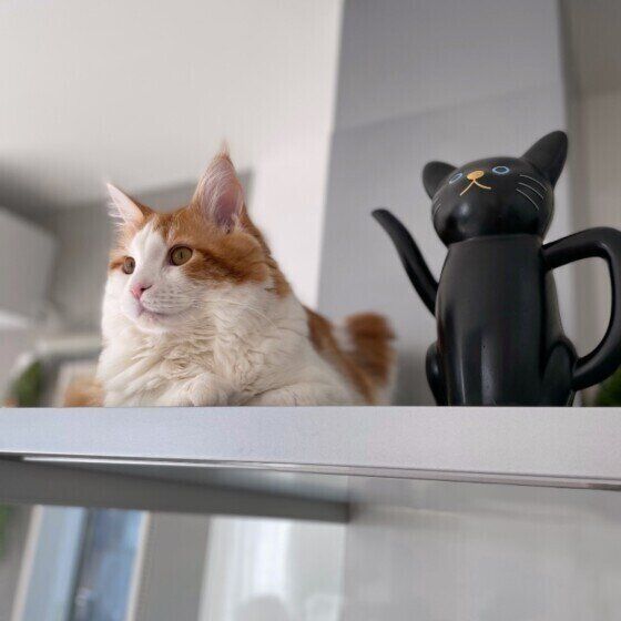 レンジフードの上にいる猫と黒猫のジョーロ