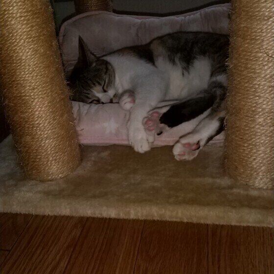 猫タワーの下で眠るヒメちゃん