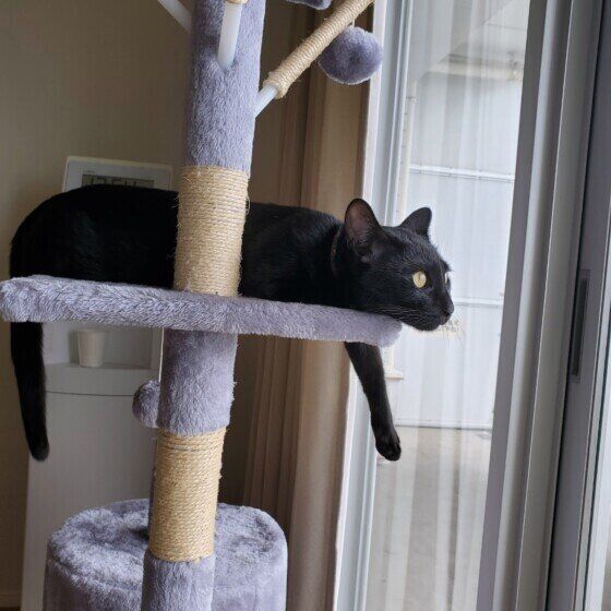 キャットタワーでくつろぐMIX猫
