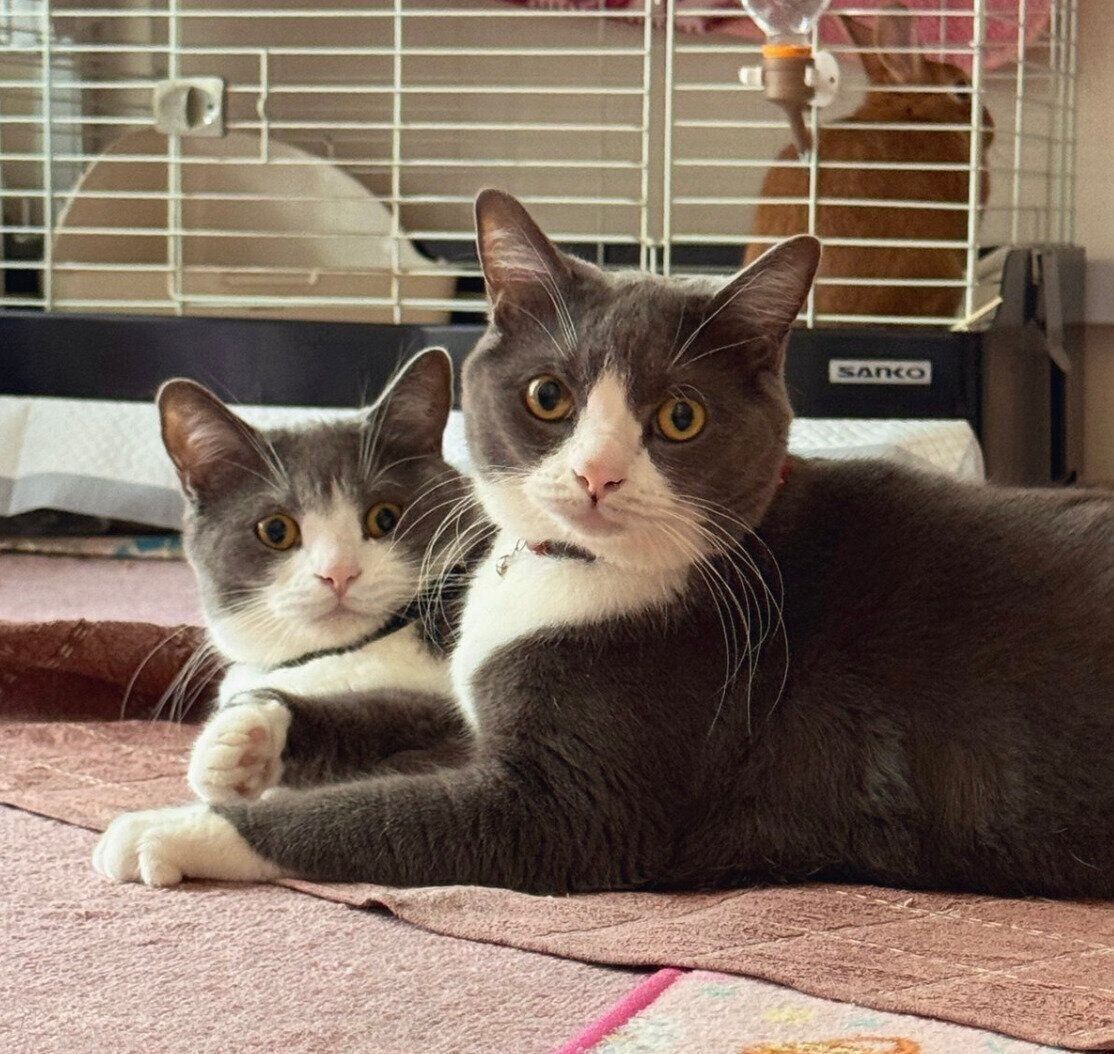 ニャンプロ中のごましおくん、しらたまくん