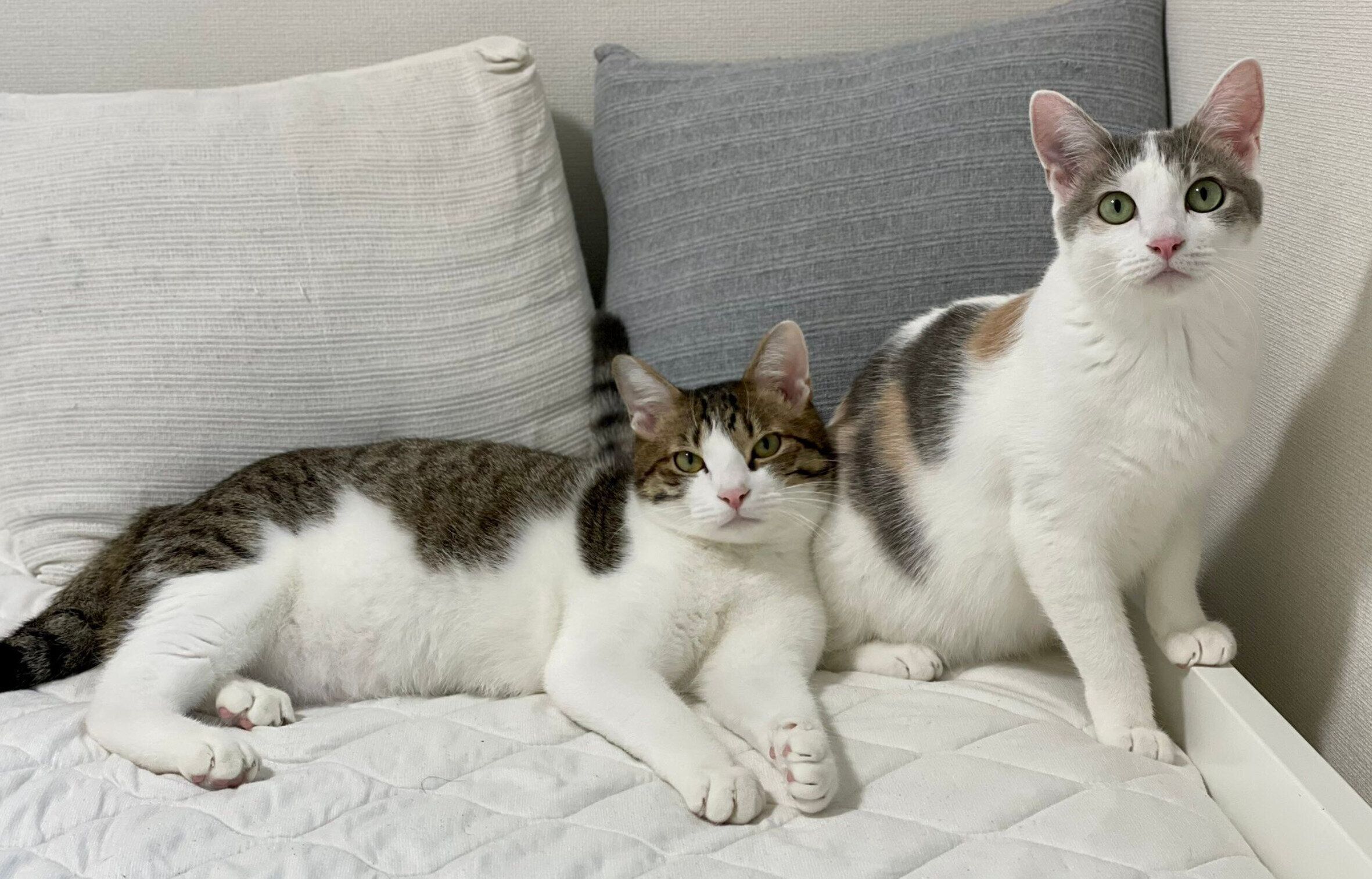 くろみつくん、しらたまちゃん