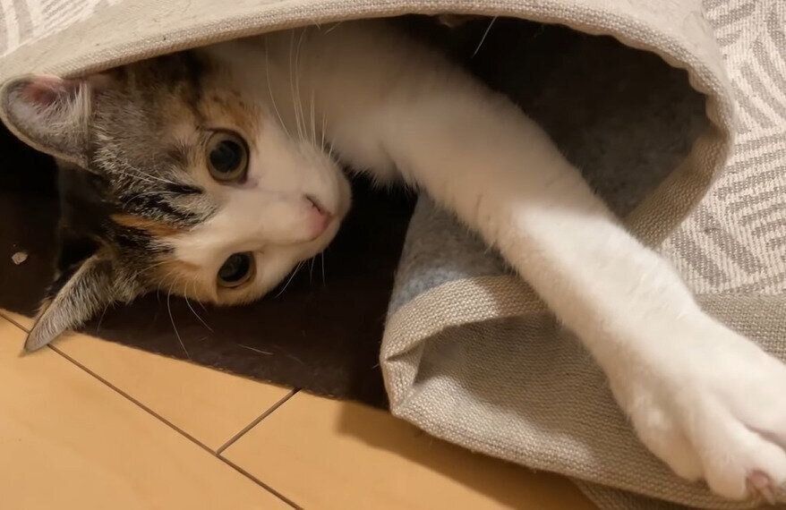 カーペットからのぞくもこちゃん