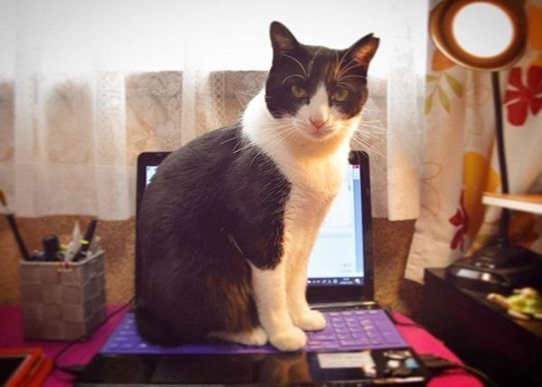 パソコンに乗る猫