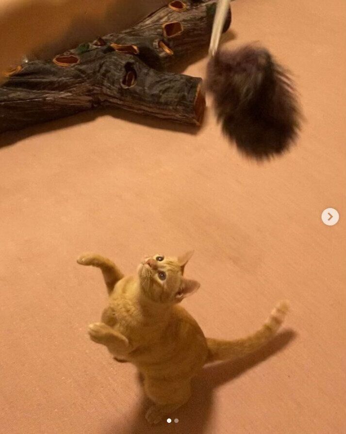 猫じゃらしで遊ぶテイルちゃん