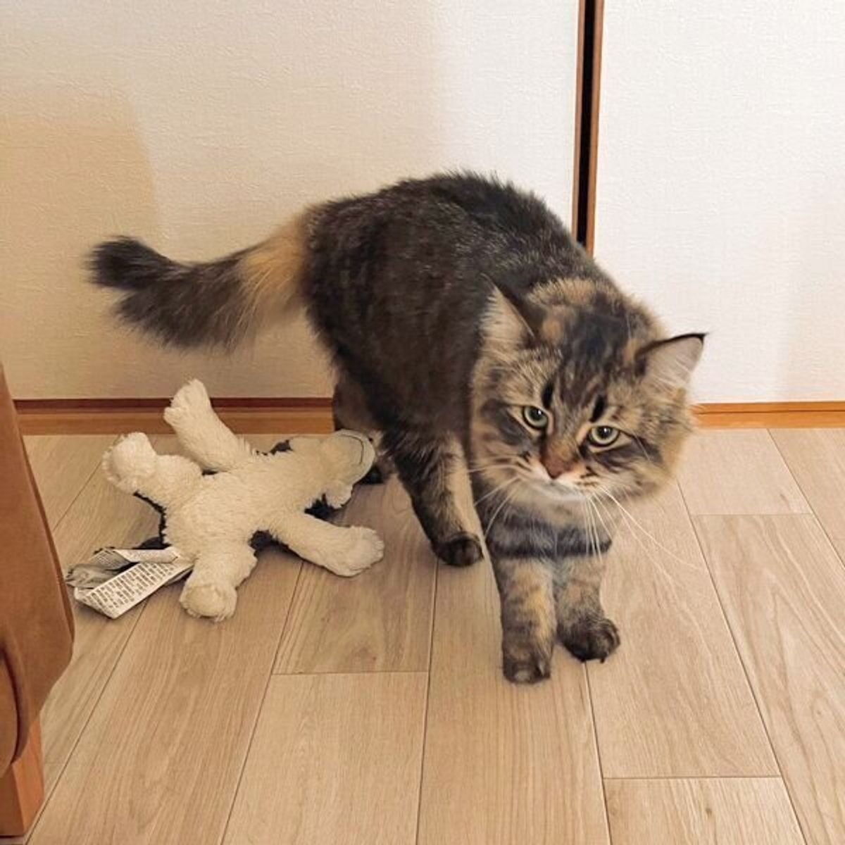 ワクチンの副反応で1日中ベッドにいる飼い主に 何度もぬいぐるみ を添えにくる猫 愛情深い行動にグッとくる ねこのきもちweb Magazine ワクチンの副反応で1日中ベッドにいる飼い主に 何度もぬいぐるみ を添えにくる猫 愛情深い行動にグッとくる ねこのきもちweb Magazine