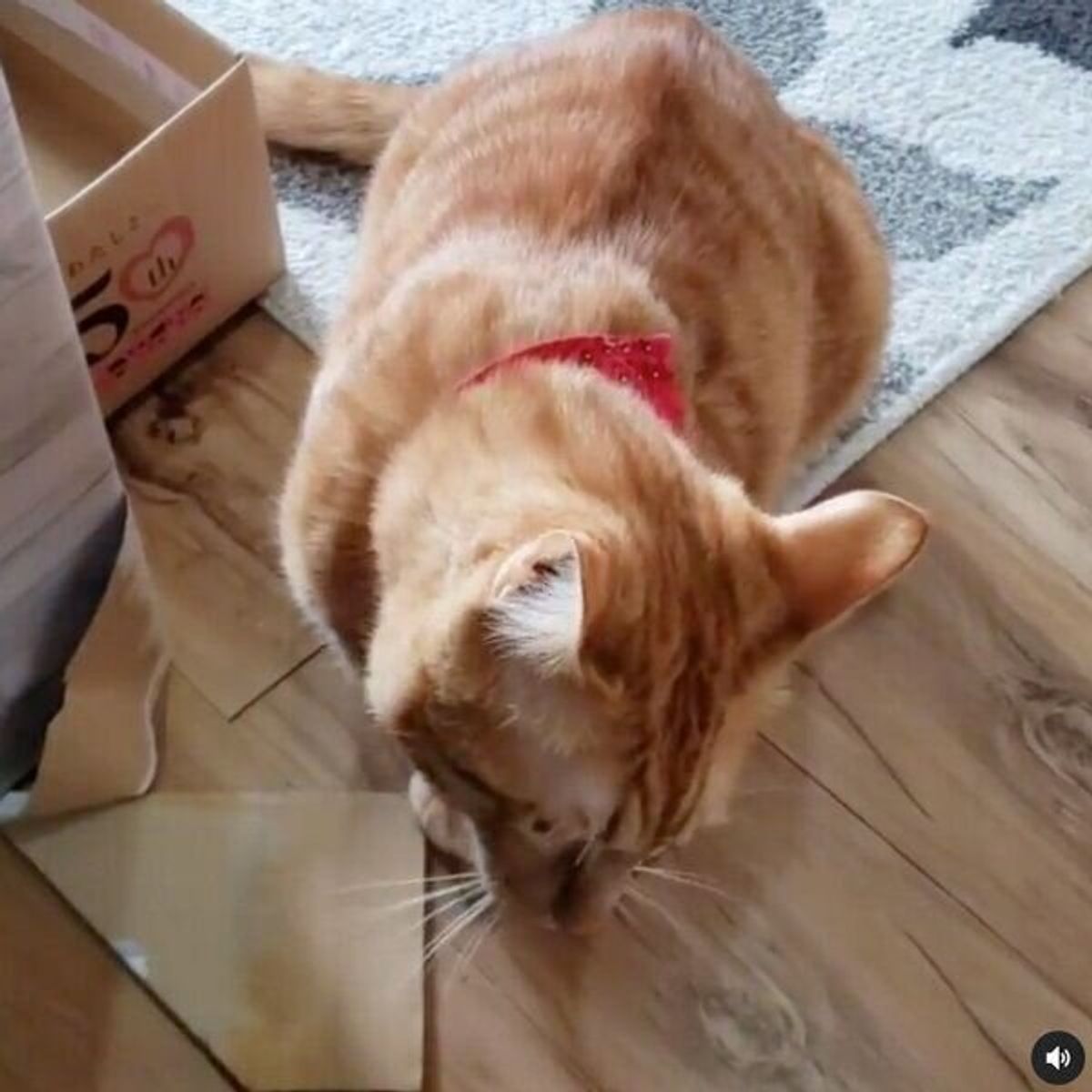 箱の中でギッチギチな兄猫 それを見た弟猫の反応は シュールな光景にほっこり ねこのきもちweb Magazine 箱の中でギッチギチな兄猫 それを見た弟猫の反応は シュールな光景にほっこり ねこのきもちweb Magazine