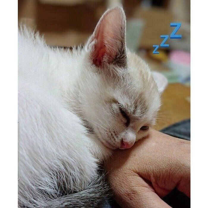 プロの常時ドライアイ高年(猫年)＠白頭様 プラクルアン おまとめ割引 ほぼ白猫”だった生後2カ月の子猫、6年後には模様がくっきり