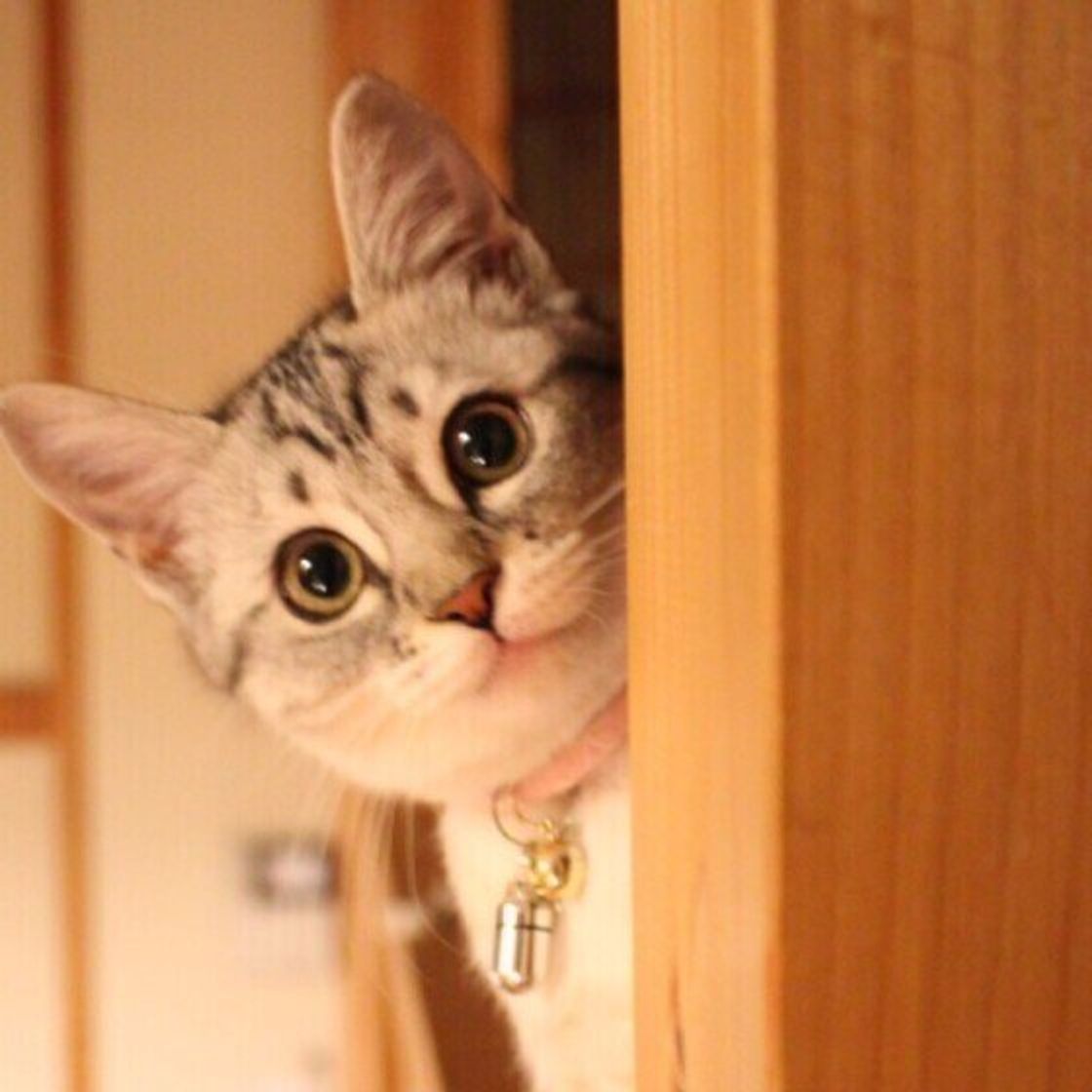 Gbv Hkib8npmzm Gbv Hkib8npmzm