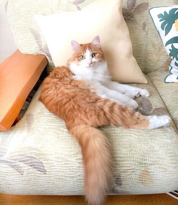 見つめるのぶおちゃん