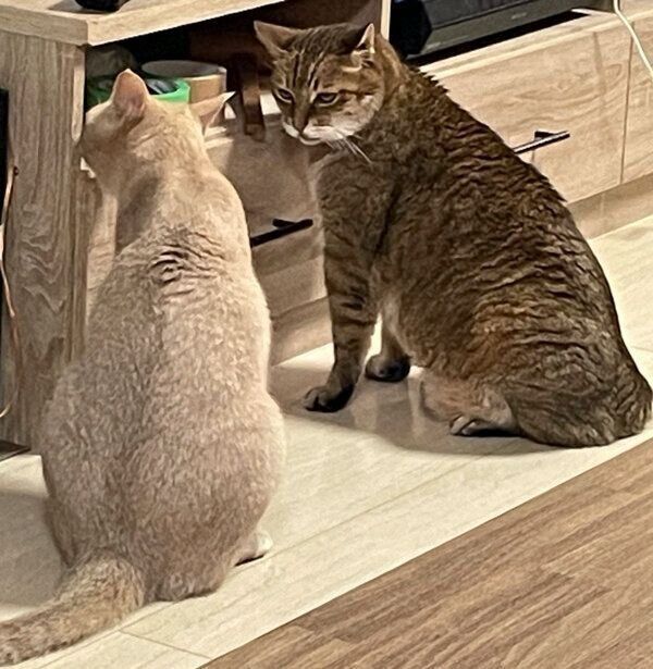 大吉くんとダニエルくん