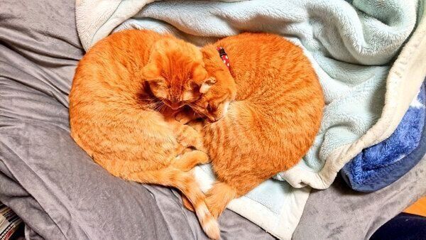 くっついて眠るゆずりくん、めぐりくん