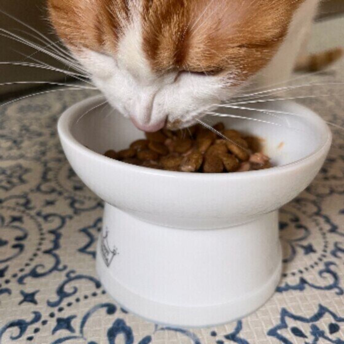猫のヒゲが生え変わる周期は ヒゲのない猫もいる 意外と知られていない猫のヒゲの秘密5選 ねこのきもちweb Magazine 猫のヒゲが生え変わる周期は ヒゲのない猫もいる 意外と知られていない猫のヒゲの秘密5選 ねこのきもちweb Magazine