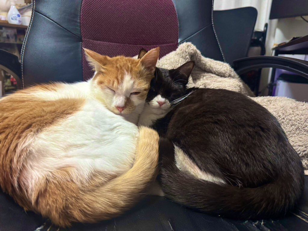 1才になったびびくん、ジジちゃん