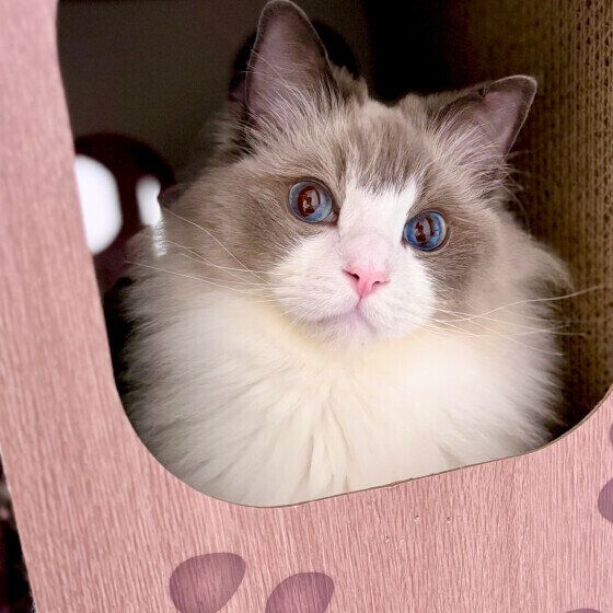 ラグドールのめるもくん♪