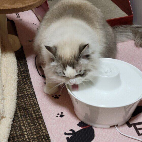 ラグドールのミーくん♪