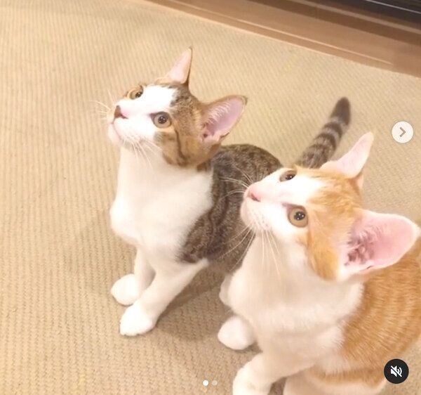 見つめる椋くんと櫁くん