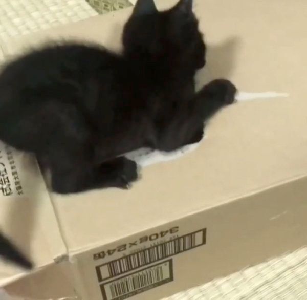 箱で遊ぶ黒猫