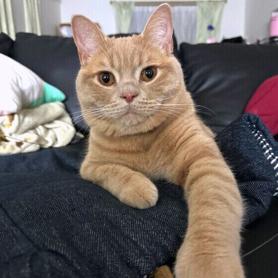 ブリティッシュショートヘアのまんてんくん