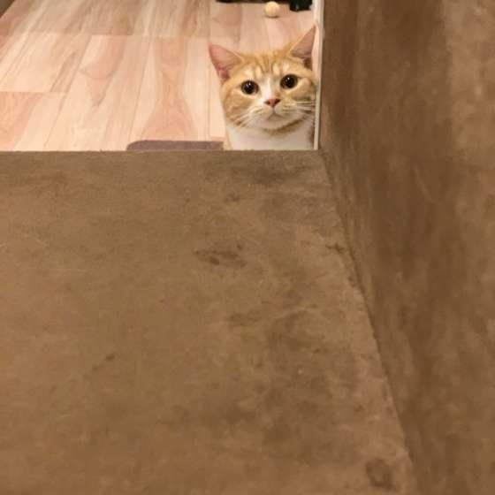 見つめるスコティッシュフォールド