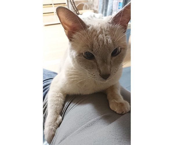 トンキニーズのスースちゃん