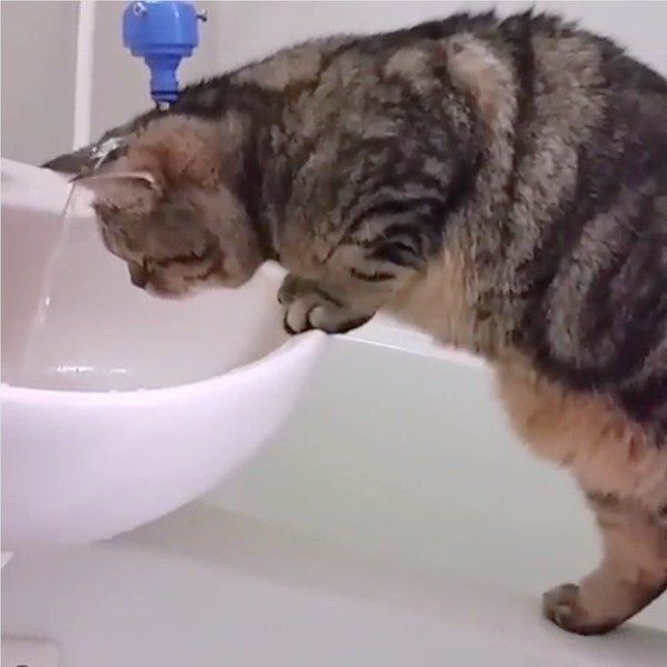 お水が飲みたいエキゾチックショートヘア