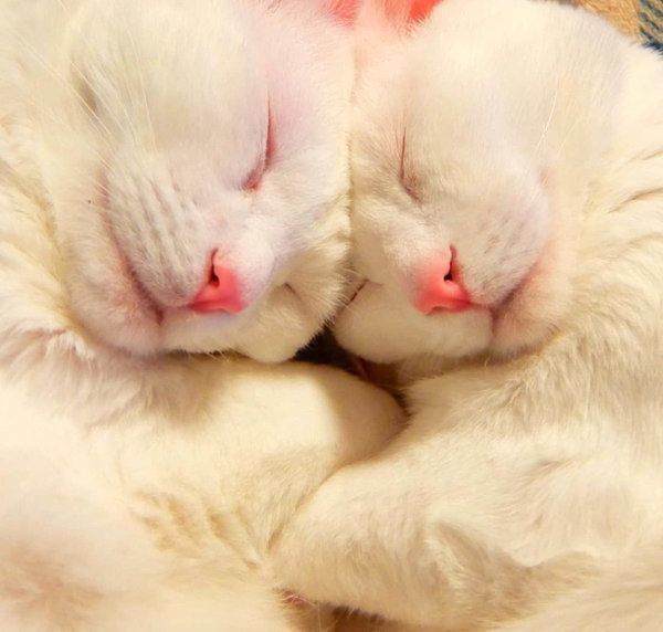 寝姿がシンクロする白猫